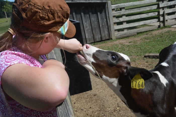 feeding the calf